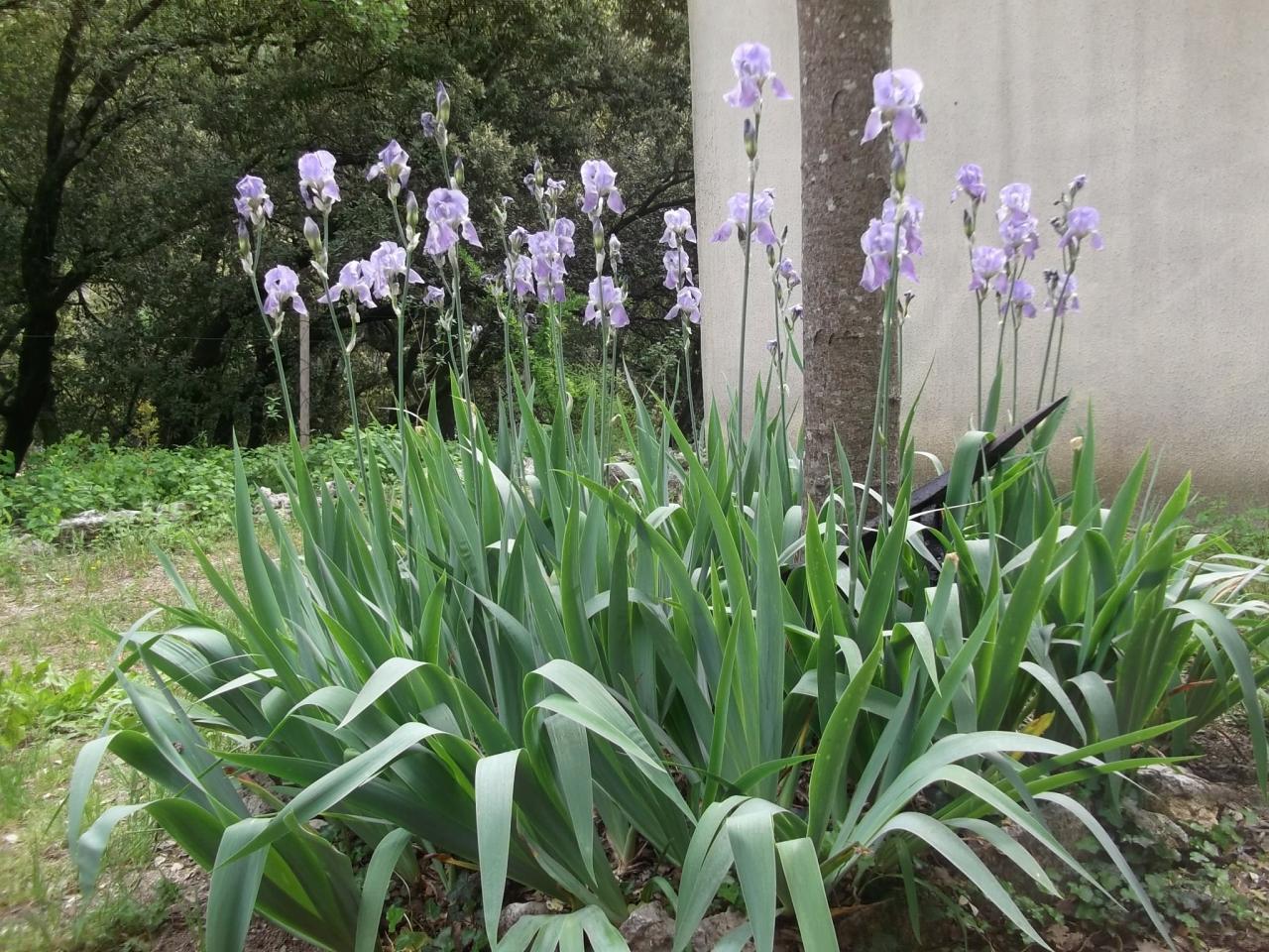 Enfin le printemps est arrivé! 